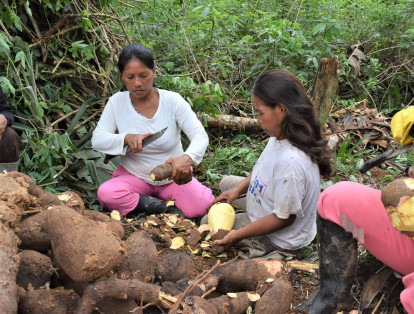 El trabajo de las mujeres en la chagra es fundamental para la soberanía alimenticia de las comunidades indígenas del Amazonas. En labor de pelado de la yuca brava, integrantes de la Asociación de mujeres cultivadoras de Chagra de Puerto Esperanza.