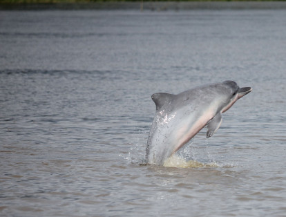 Delfín de río, conocido como delfín gris o Sotalia Fluviatilis. Habitantes que suman a la magia del río Amazonas.