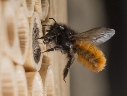 Criar abejas en Casa