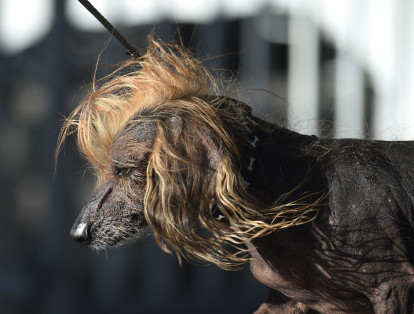 En la foto, Himisaboo camina durante el concurso de perros más feos del mundo.