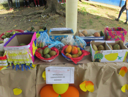 El mango es la fruta que identifica a Malagana. El festival es una riqueza cultural que los habitantes de la región no quieren dejar perder.