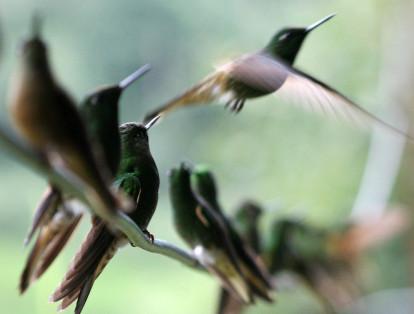 A tres kilómetros de Manizales se encuentra la reserva natural Río Blanco, sitio destacado para realizar avistamiento de aves. Cuenta con 372 especies, entre colibríes, pájaros carpinteros, tucanes, loros y pichones.