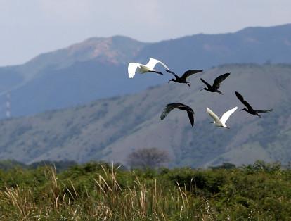 A 10 kilómetros del suroccidente de Buga se encuentra la reserva natural Laguna de Sonso, uno de los sitios más importantes en el Valle del Cauca para observar aves. Tiene una extensión de 2.045 hectáreas y mantiene poblaciones de aves acuáticas.