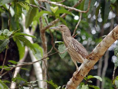 El Parque Nacional Natural Amacayacu, en la Amazonia, posee más de 460 especies de aves, entre las que sobresalen las pavas o paujiles, como la “Pava Hedionda” y las gallinetas. Allí también se encuentran once especies de garzas y garzones que conforman el principal grupo presente en las áreas acuáticas.