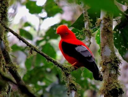 El Santuario de Fauna y Flora Otún Quimbaya se encuentra en el flanco occidental de la Cordillera Central, en el departamento de Risaralda. El Santuario cuenta dos especies de cholongos o gralarias, torito de montaña y gallito de roca, entre más de trescientas especies de aves reportadas.