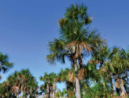 En esta expedición, los investigadores encontraron 424 especies de plantas en el río Bita. La moriche (foto) es una especie de palmera perteneciente a la familia Arecaceae. Su tallo mide de 20 a 35 metros y su corona está conformada por 14 hojas.