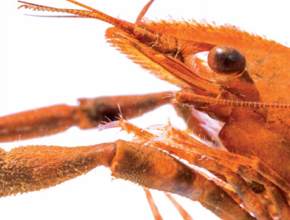 En el componente de crustáceos decápodos, se identificaron 10 especies de camarones y una de cangrejo.