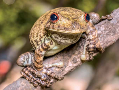 En el Bita hay 38 especies de reptiles, entre estas, es de gran importancia la presencia de la especie Boana wavrini (foto), siendo abundante en la cuenca y estando presente en época de lluvias y en época seca.
