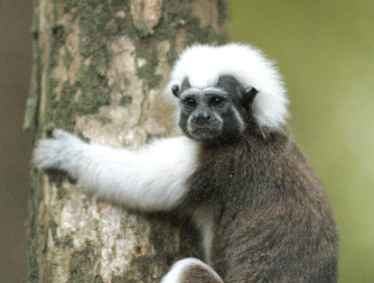 El mono titi cabeciblanca es una especie considerada endémica de los bosques tropicales del Caribe.