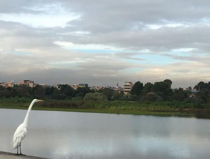 El humedal Juan Amarillo, el más grande de Bogotá, con 222,76 hectáreas, en las localidades de Suba y Engativá. Es hábitat de plantas acuáticas y aves como tinguas, garzas, monjitas y el patico zambullidor.