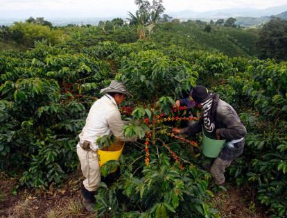 Pese a dificultades, Colombia mantuvo el ritmo de producción de café.
