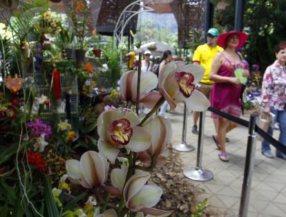 Orquídeas y Flores