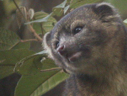 ¡El olinguito es una especie recién descubierta  el 15 de agosto de 2013 por el Instituto Smithsoniano ,nativo de las montañas de los Andes  es un mamífero nocturno y vive casi exclusivamente en los árboles.