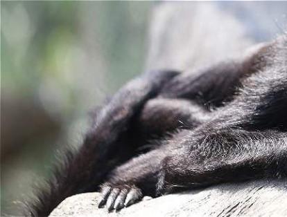 El mono araña colombiano se caracteriza por tener una parte de la cola que no tiene pelo. Además, esta parte sin pelo es única para cada animal. Es decir, es como una huella digital.