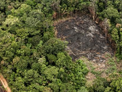Avaaz presentó la denuncia penal ante la Oficina de Derechos Humanos de la Fiscalía. En 2017, Colombia perdió cerca de 220.000 hectáreas de bosque natural (un 23 % más que en 2016). El 65 % de la deforestación se concentró en la Amazonia.
