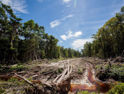 Hay temor de que si gana Jair Bolsonaro la presidencia de Brasil se acelere la deforestación de la Amazonia.