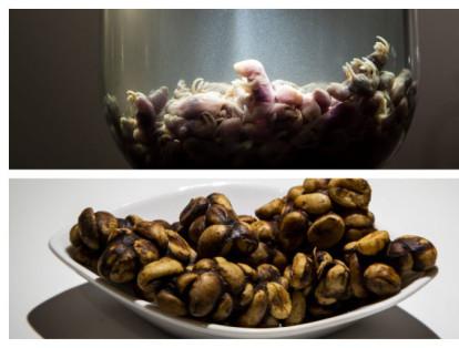 Desde ratones hasta heces de animales. el Museo de Comida Asquerosa de Suecia exhibe alguno de los platos más extraños y curiosos del mundo.