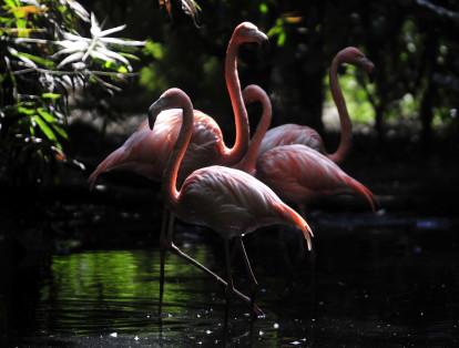 El Santuario de Fauna y Flora Los Flamencos se encuentra ubicado en La Guajira. Aunque solo cuenta con 7.000 hectáreas protegidas es uno de los parques más biodiversos del país. Por último cabe recordar que Parques Nacionales Naturales cobija alrededor de 14,25 millones de hectáreas protegidas.