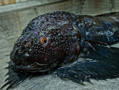 De acuerdo al sitio web NowThis News, Fedortsov asegura que estas criaturas inusuales suelen caer en sus redes de pesca.