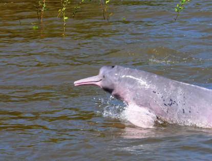 El delfín rosado del amazonas es una de las cinco especies de delfines que habitan en los ríos, ​​también es conocido como Boto, Boutu o delfín del río Amazonas. Poder conocer a este animal es catalogado como la sexta experiencia única en el país de acuerdo  Marca país.