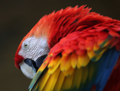 Del 13 al 17 de febrero se celebrará la quinta Feria Internacional de aves el Colombia BirdFair en Cali.