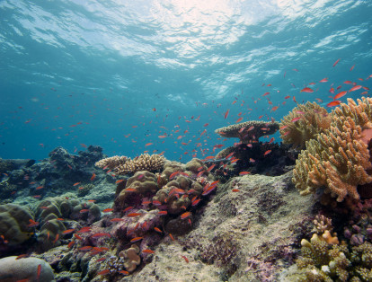 Las barreras de coral y las ostras son algunos de los organismos más afectados con la acidificación de los océanos.