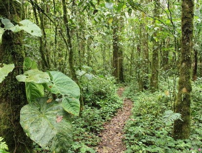 El Santuario de Fauna y Flora Otún Quimbay se encuentra ubicado a 15 kilómetros de Pereira. De acuerdo con Parques Naturales, cerca del 90% del área protegida son bosques naturales, pequeños humedales y plantaciones forestales. Flora representativa de la selva húmeda y diversidad de especies de aves, mariposas y pequeños mamíferos habitan allí. El costo de entrada oscila entre los 8.000 y 15.500 pesos.