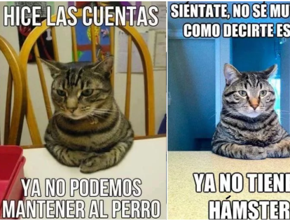 memes de animales en blanco