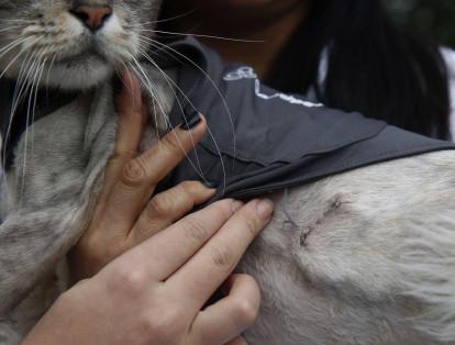 El equipo de profesionales aseguró que este caso genera una impronta en los tratamientos de los animales.