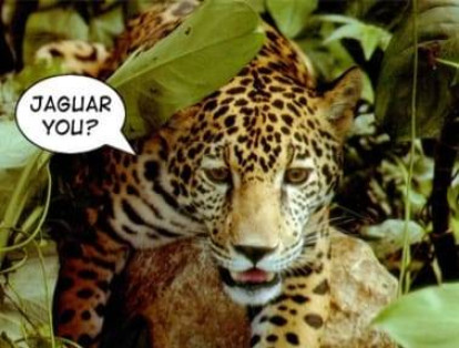 Memes de la derrota de Millonarios contra Jaguares.
