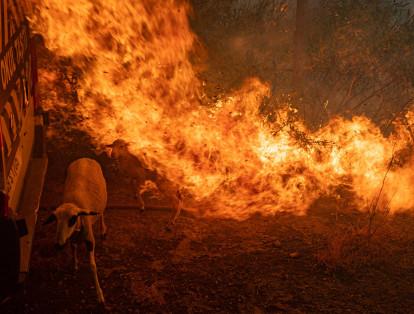 Una oveja está cubierta de llamas provenientes de un incendio que avanzaba el 2 de agosto de 2021 en Mugla, cuando la Unión Europea envió ayuda a Turquía.