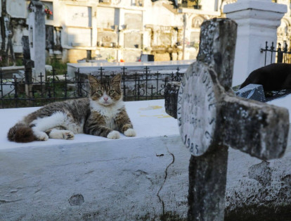 "Un gato negro que tenía cola de ardilla apareció entre los familiares el día del entierro", escribió el periodista cordobés Gustavo Tatis al respecto. El sepelio tuvo lugar hace 20 años, en diciembre de 2001.