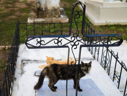 En su crónica, Tatis relata que el gato se quedó a vivir sobre la tumba de Alfredo. Ahora, más gatos viven, comen y duermen allí, junto a los ancestros de Alfredo que también están sepultados en el cementerio de Mompox.