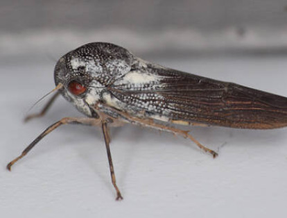 El pariente más cercano de este insecto fue visto por última vez en 1969.
