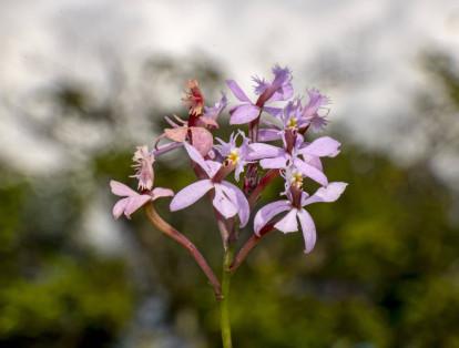 Epidendrum narinense, nueva especie de orquídea descubierta en la vía 4G doble calzada Rumichaca – Pasto, Nariño, Colombia.