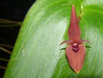 La nueva orquídea fue nombrada Pleurothallis villahermosae, en reconocimiento al municipio de Villahermosa.