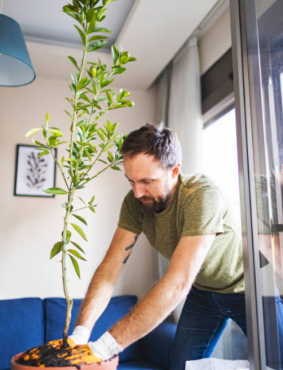 Se considera que cuidar de una planta tiene un efecto terapéutico, ya que podría ayudar a combatir el estrés y la ansiedad.