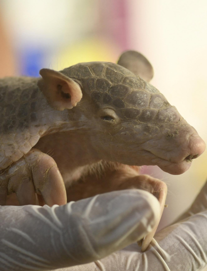 A baby Andean hairy armadillo rescued by the firefighters is seen during a wildfire in Concepcion, Santa Cruz Department, Boliva, on September 25, 2024. Bolivia has registered so far this year a total of 3,872,498 hectares of forests and grasslands destroyed by fires, more than in all of 2023, informed the Minister of Environment and Water, Alan Lisperguer, on September 9. (Photo by RODRIGO URZAGASTI / AFP)