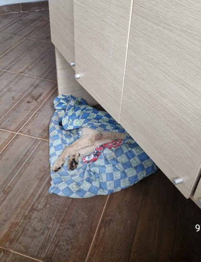 Uno de los perros fue encontrado muerto por desnutrición.
