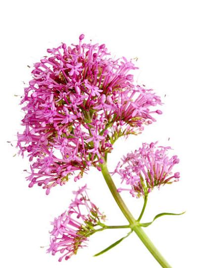 Valeriana.