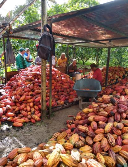 Producción de cacao