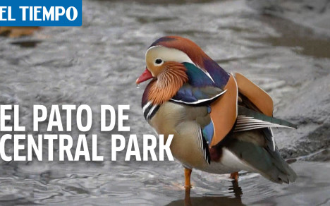 Turistas y habitantes de Nueva York se divirtieron con la presencia de un ave diferente en el Central Park. “Mandarin Patinkin”, como fue apodado por la prensa local, es un pato mandarín, y nadie sabe cómo fue a parar a la Gran Manzana.