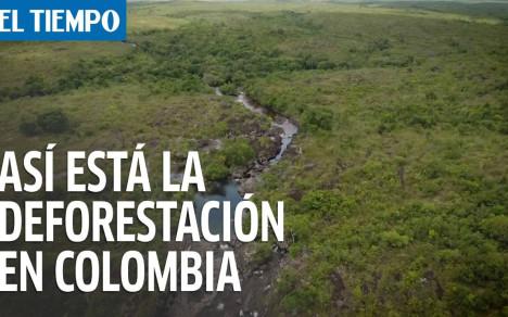 Diez datos claves sobre deforestación en Colombia | EL TIEMPO