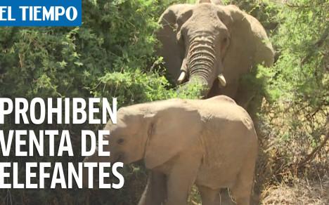 Venta de elefantes africanos a zoológicos queda 'prohibida'