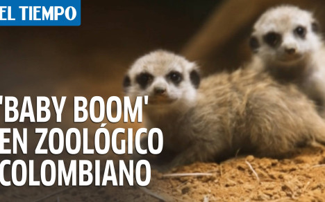 En la zona cafetera de Colombia un zoológico echa de menos a los visitantes. La pandemia se llevó a los turistas, pero un inesperado aumento de crías, varias exóticas, llegó como bálsamo frente a la crisis.