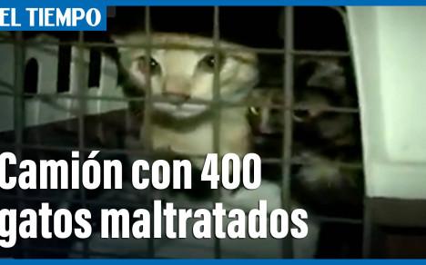 Llegaron a Bogotá 400 gatos en precarias condiciones sanitarias y algunos muertos