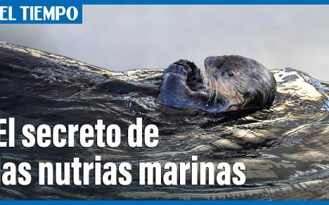 El secreto de las nutrias marinas.