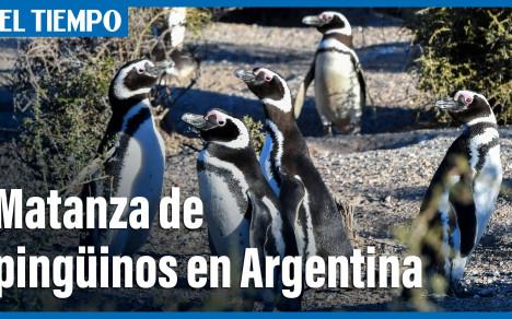 Un propietario enfrenta una denuncia penal por la matanza de cientos de pingüinos de Magallanes en la provincia argentina de Chubut, al sur del país.