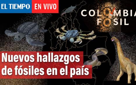 ¿Qué animales habitaron Colombia primero? Paleontólogos e investigadores han empezado a extraer de las rocas del país nuevos datos fascinantes. Conversaremos con ellos. ¡Conéctese! ↓