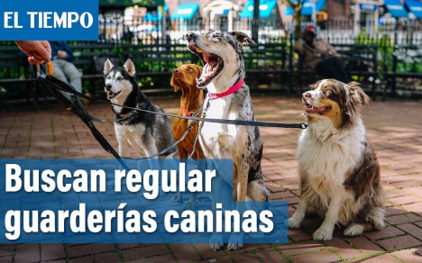 Instituto Distrital de Bienestar Animal quiere regular guarderías caninas